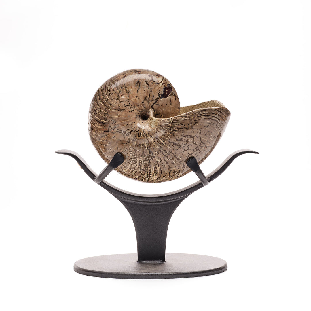 A polished Nautiloid fossil shell on a black stand, Madagascar.