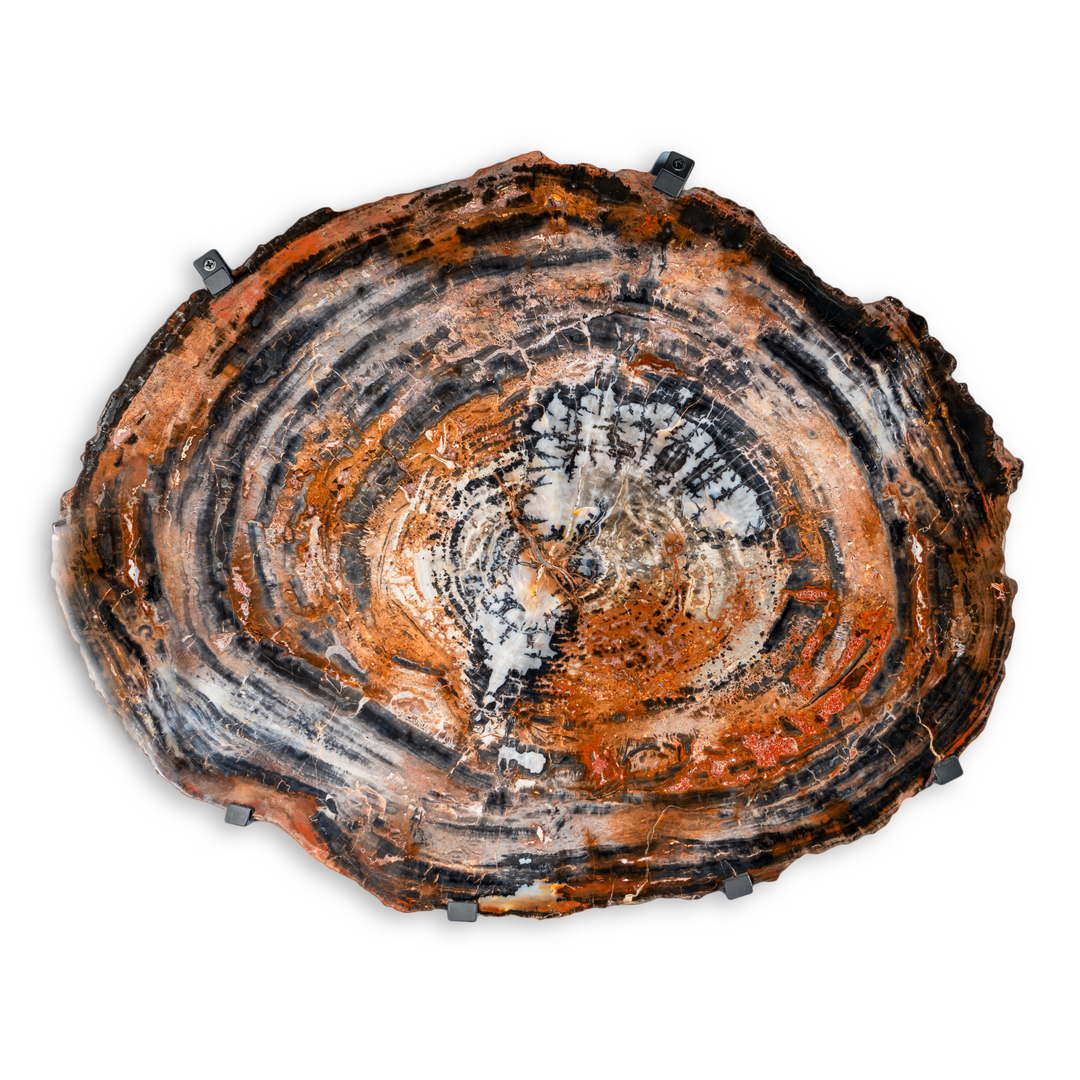 Petrified Wood
