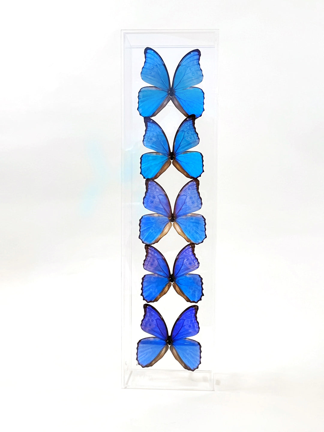 Preserved Butterfly Acrylic Shadowbox- 6X12 Inches