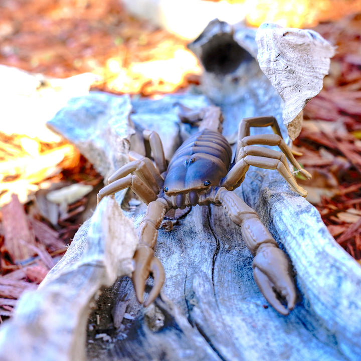 Scorpion