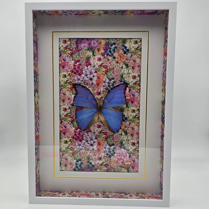 Large Blue Morpho Shadowbox Frame
