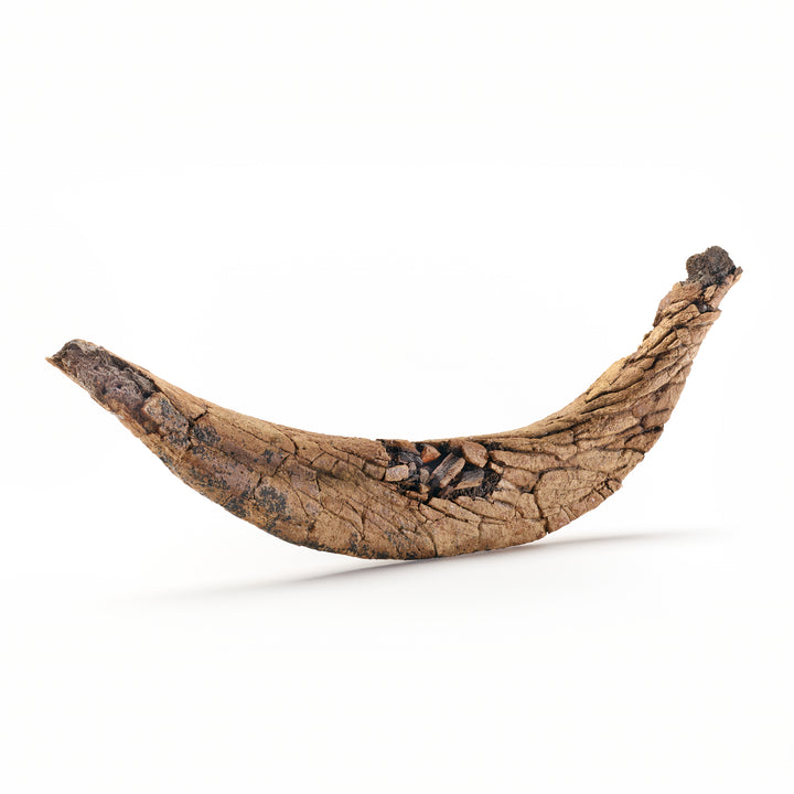 Triceratops Rib Fossil