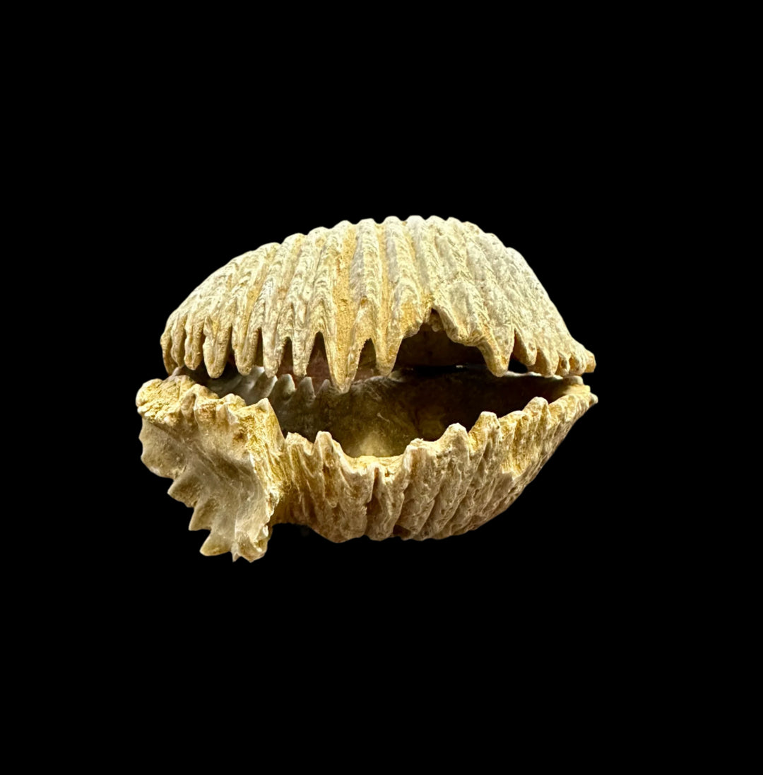Alectryonia, Prepped Oyster Fossils