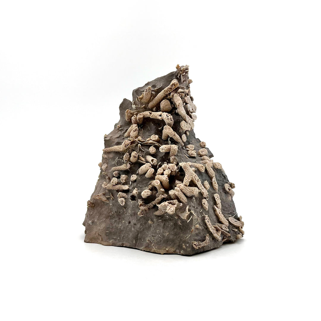 Thamnopora, Coral Fossil