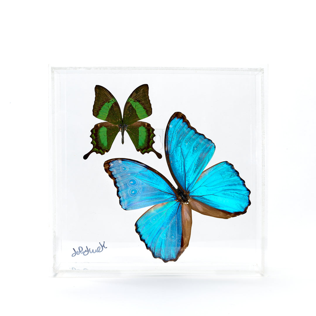 Preserved Butterfly Acrylic Shadowbox- 8X8 Inches