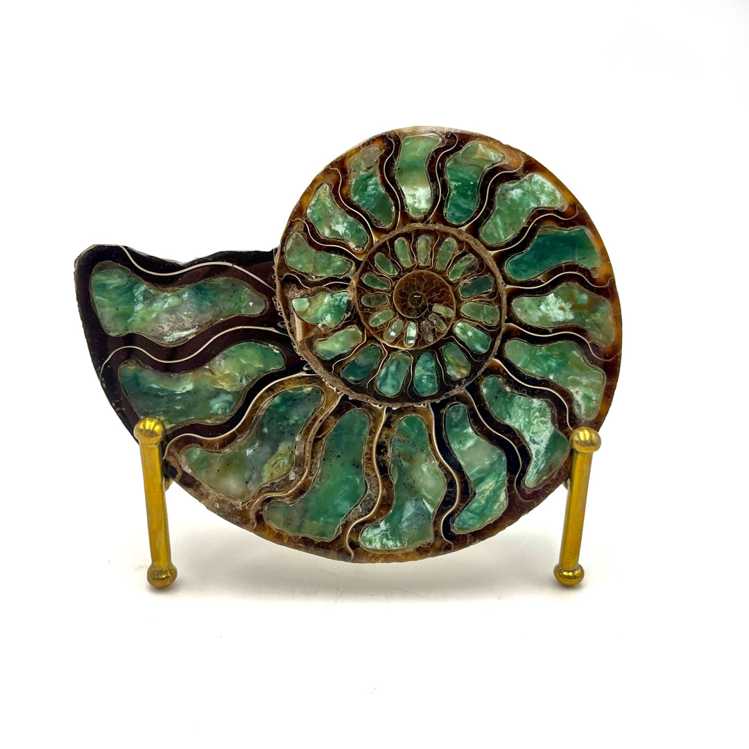 Ammonite with Green Opal Inlay, 10cm