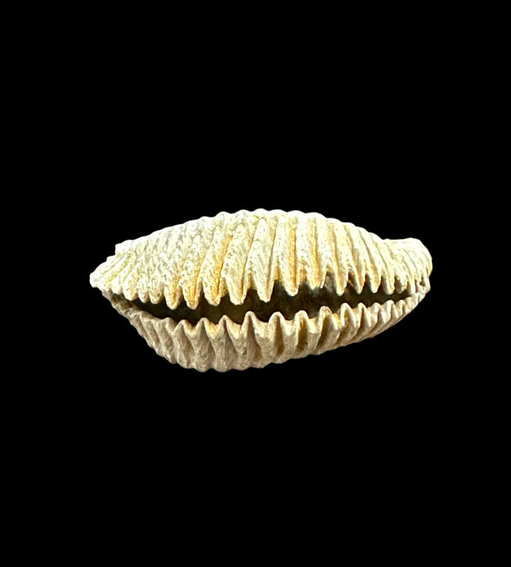 Alectryonia, Prepped Oyster Fossils