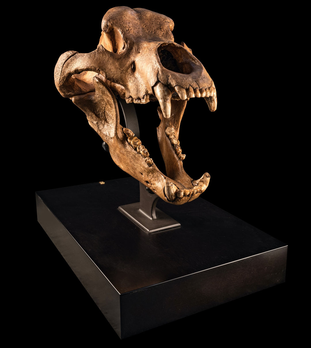 Cave Bear Skull Fossil