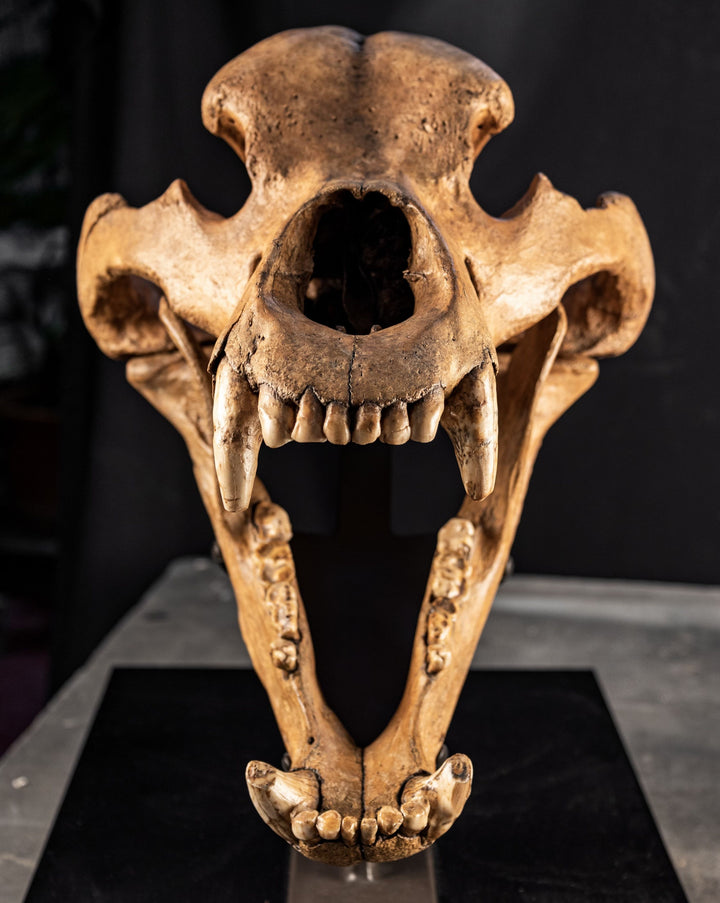 Cave Bear Skull Fossil