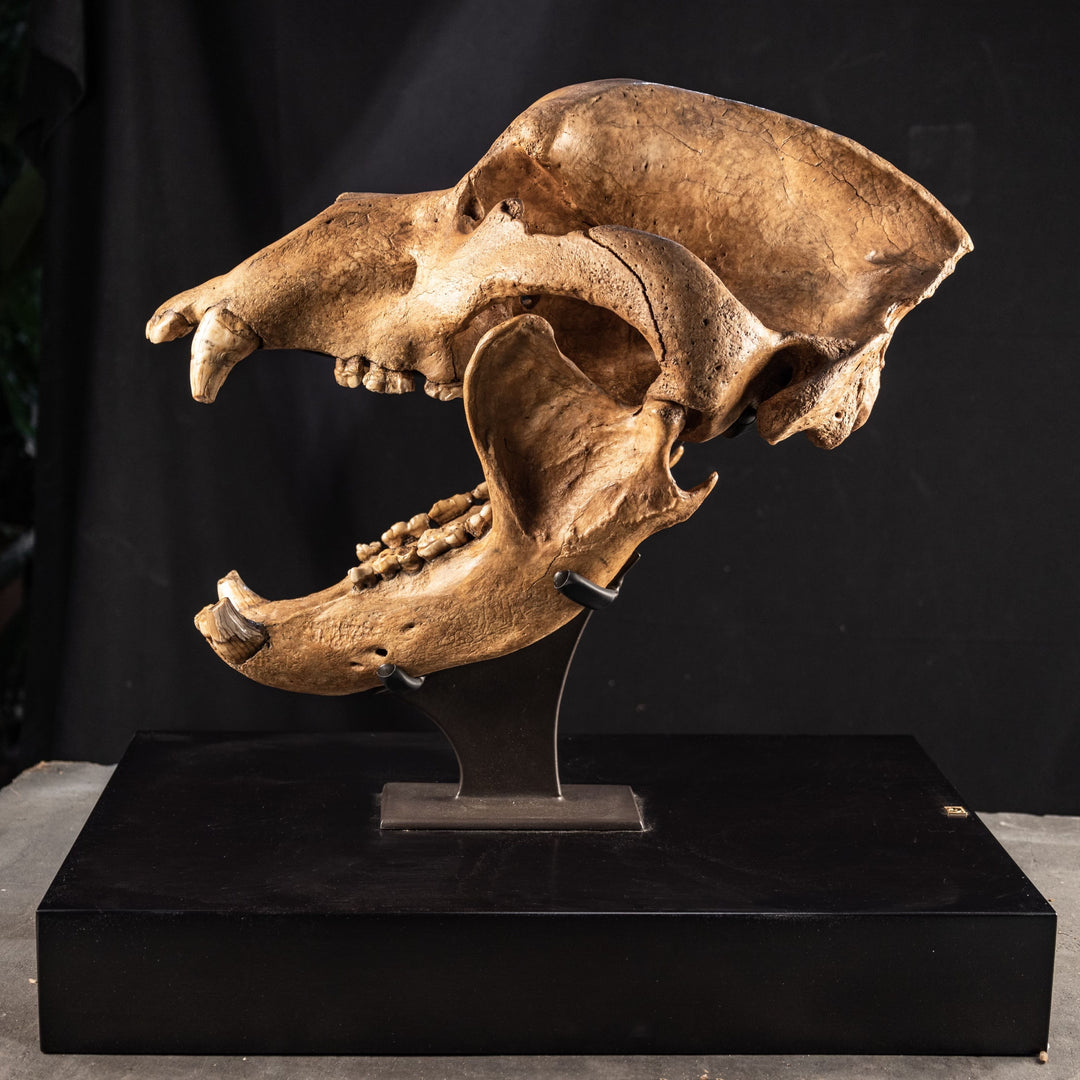 Cave Bear Skull Fossil