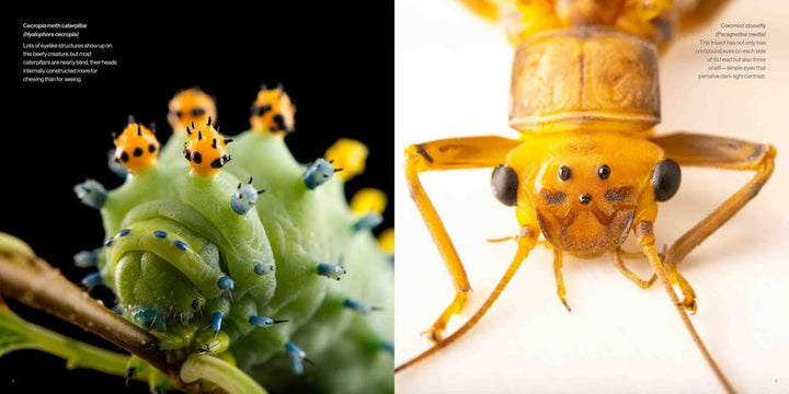 National Geographic Photo Ark Insects: Butterflies, Bees, and Kindred Creatures (The Photo Ark)