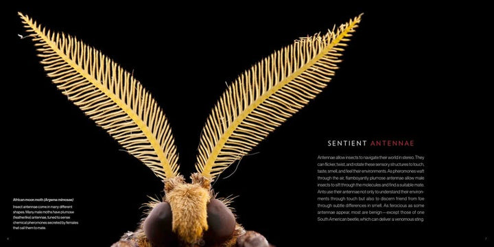 National Geographic Photo Ark Insects: Butterflies, Bees, and Kindred Creatures (The Photo Ark)