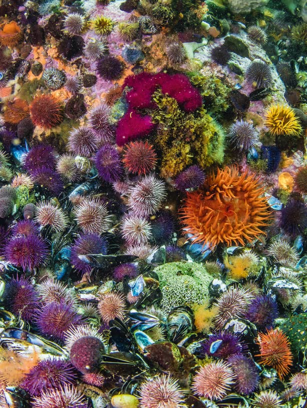 Blue Planet II