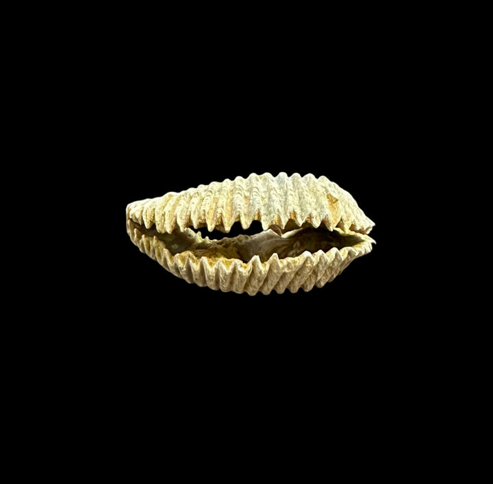 Alectryonia, Prepped Oyster Fossils
