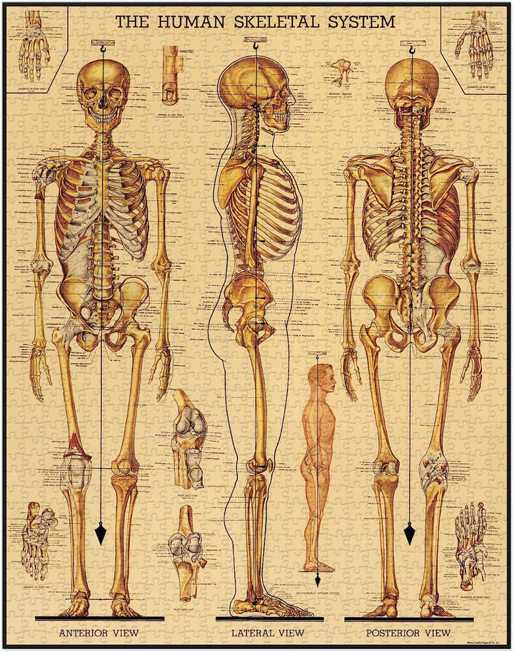 Skeletal System 1000 pc Puzzle