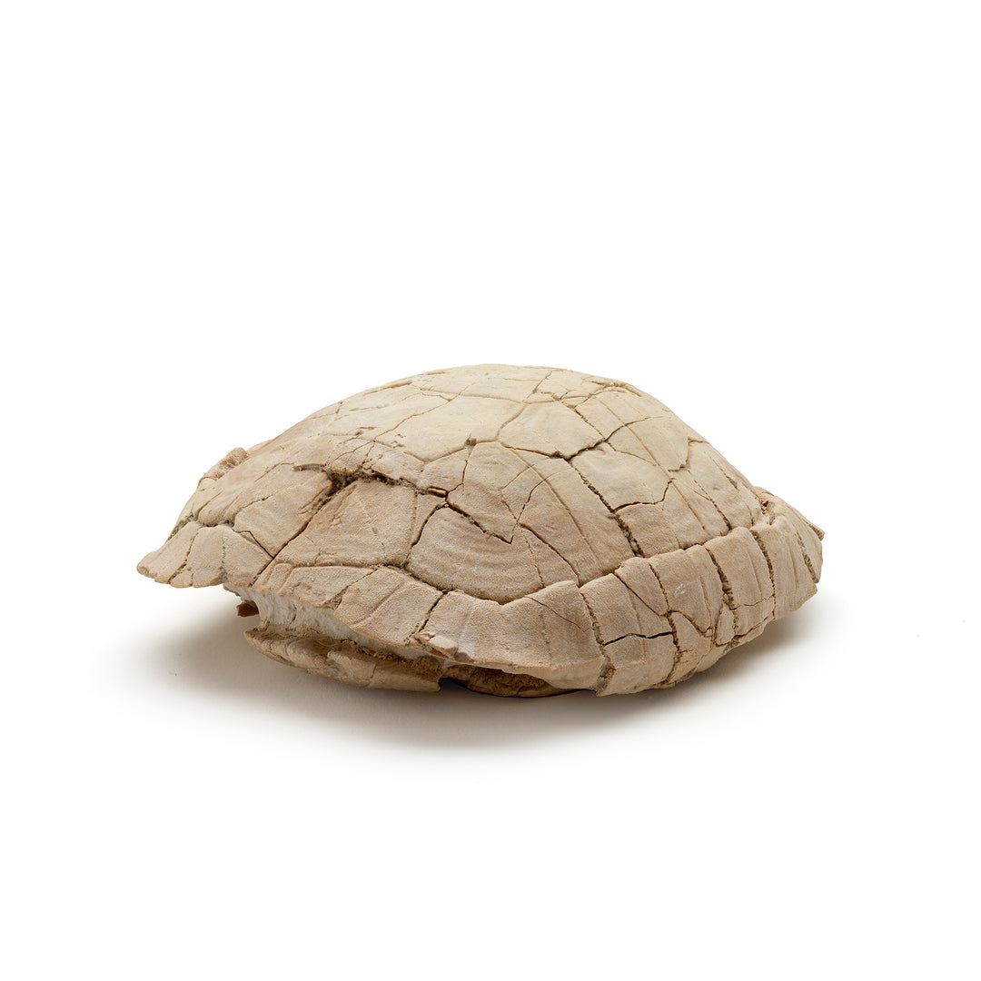 Tortoise Shell, Original Fossil
