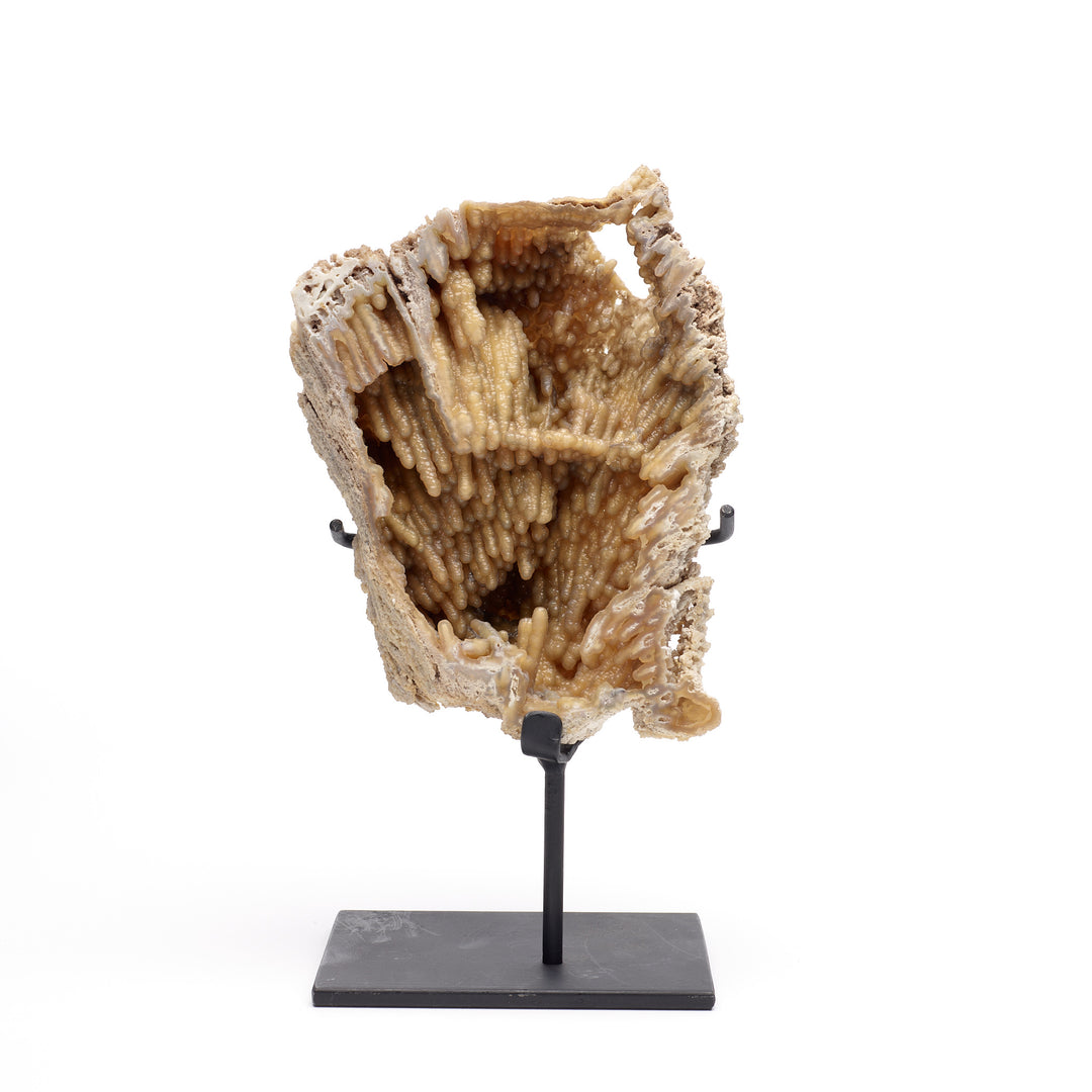 Fossilized Coral on Stand