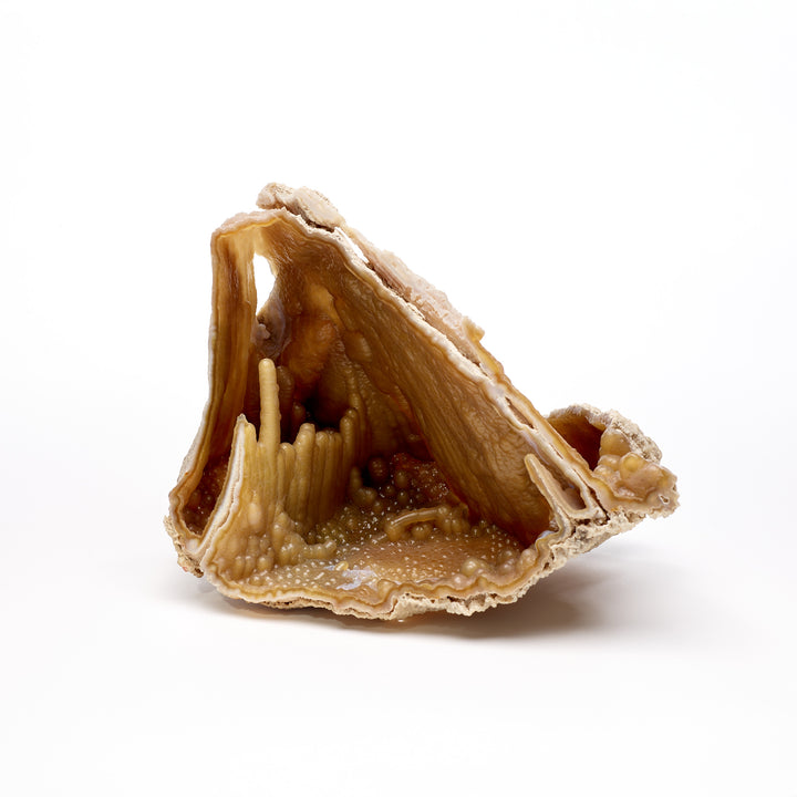Fossilized Coral on Stand