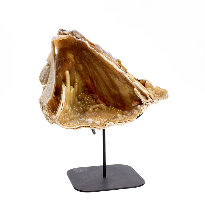Fossilized Coral on Stand