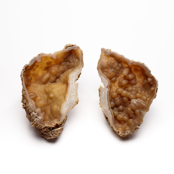 Fossil Coral Pair