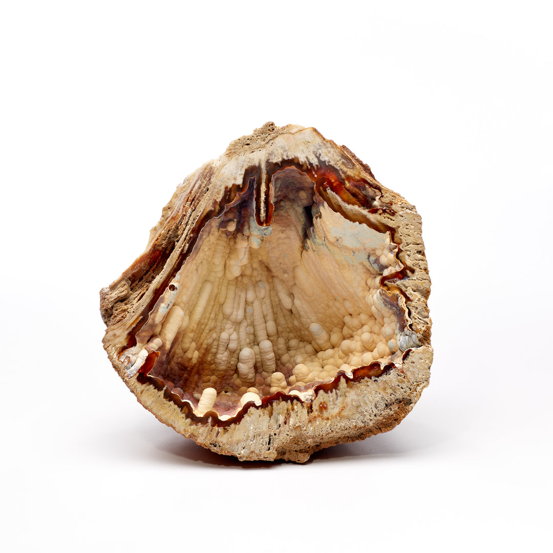 Fossil Coral