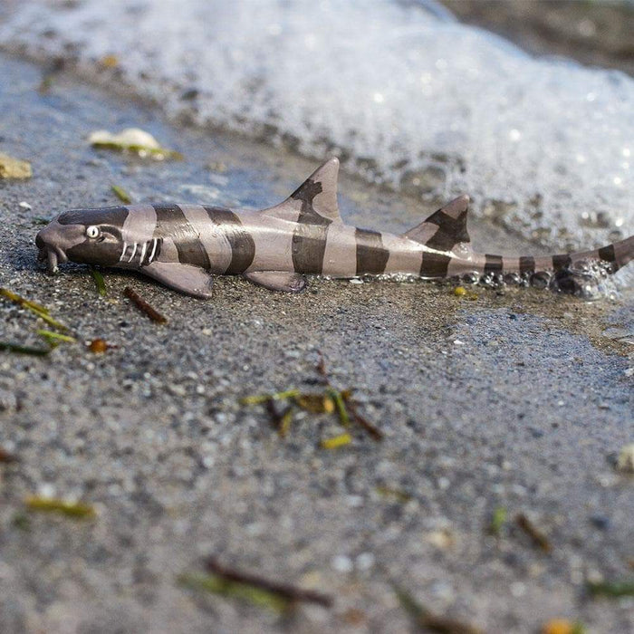 Bamboo Shark