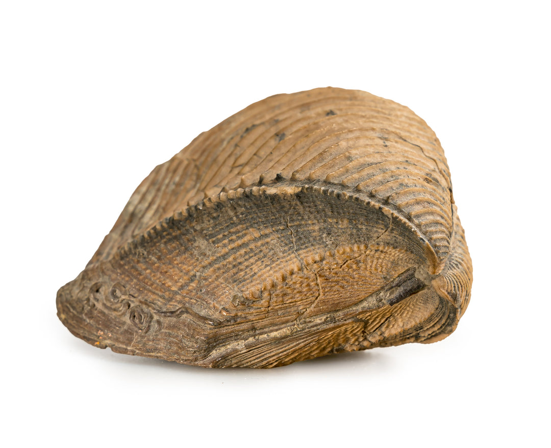 Trigonia, sp., Middle Jurassic, Sengenthal
