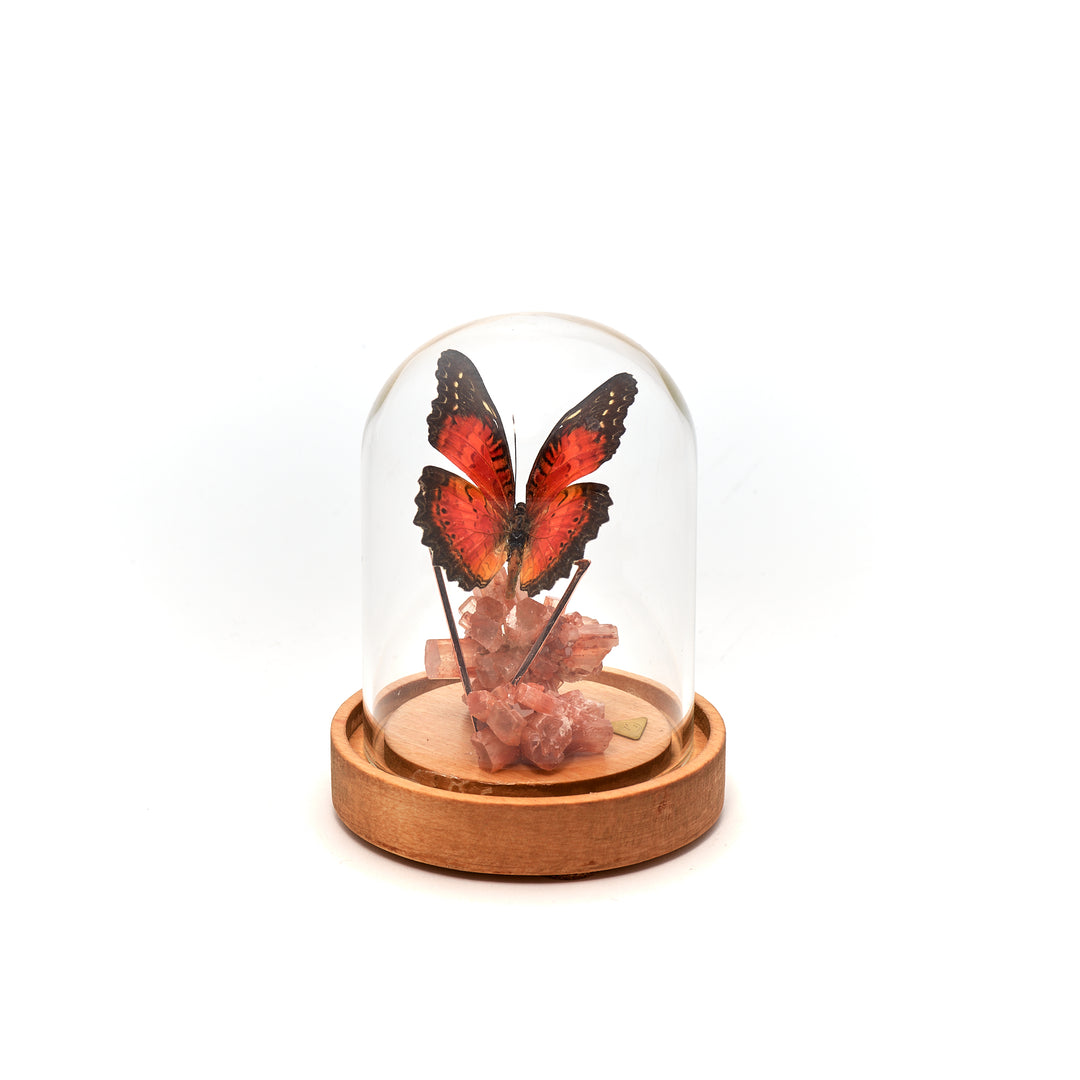 Red Lacewing Butterfly & Aragonite Dome