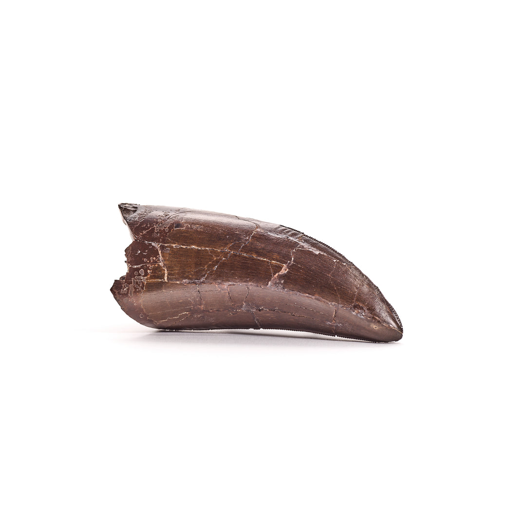 T. Rex Tooth Fossil, Hell Creek Formation