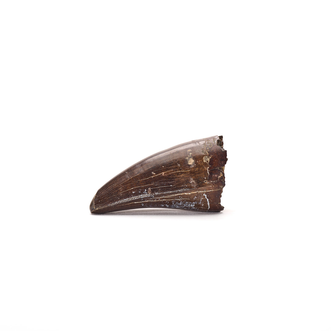 T. Rex Premaxillary Tooth Fossil, Hell Creek Formation