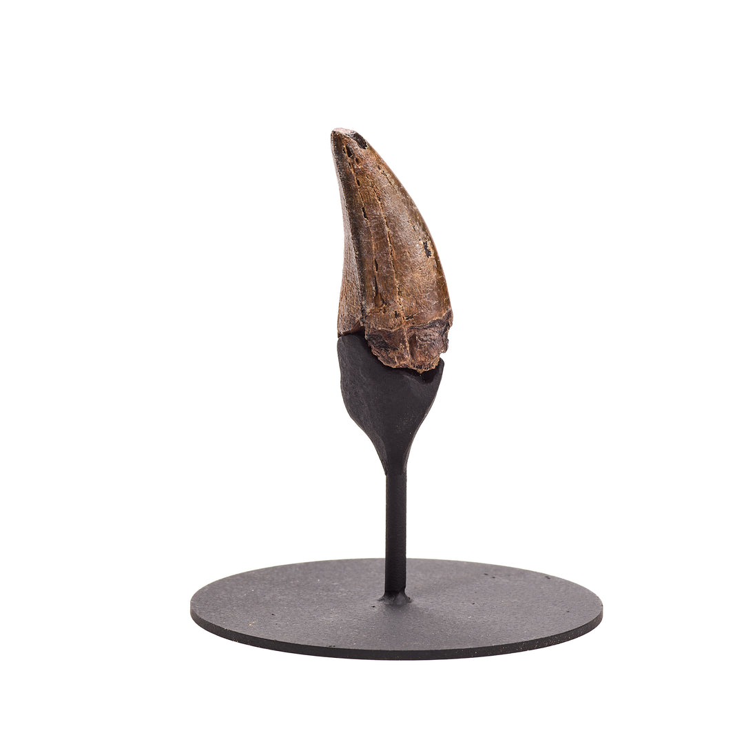 Large, Rough T. rex Tooth Fossil, Lance Creek Formation