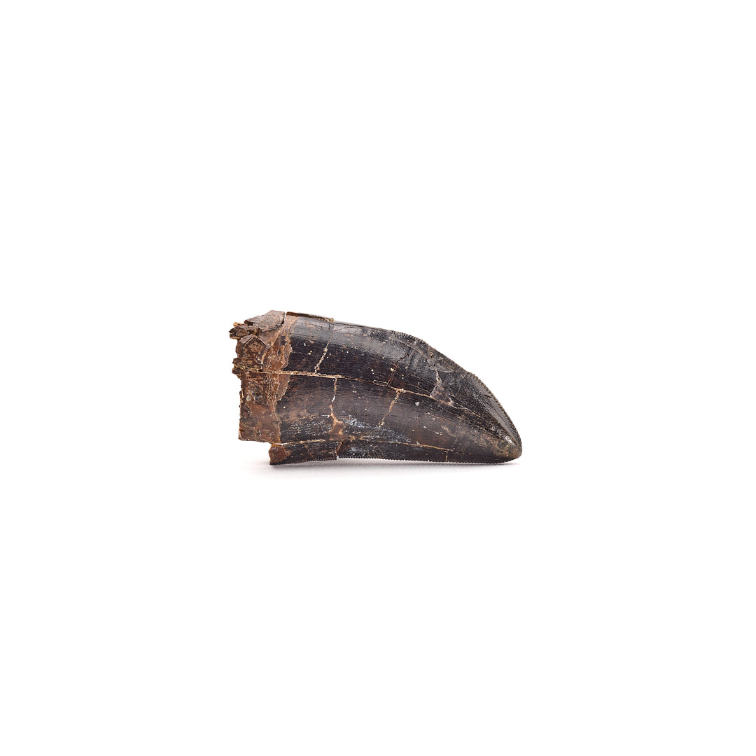 Black T. rex Tooth Fossil, Lance Creek Formation