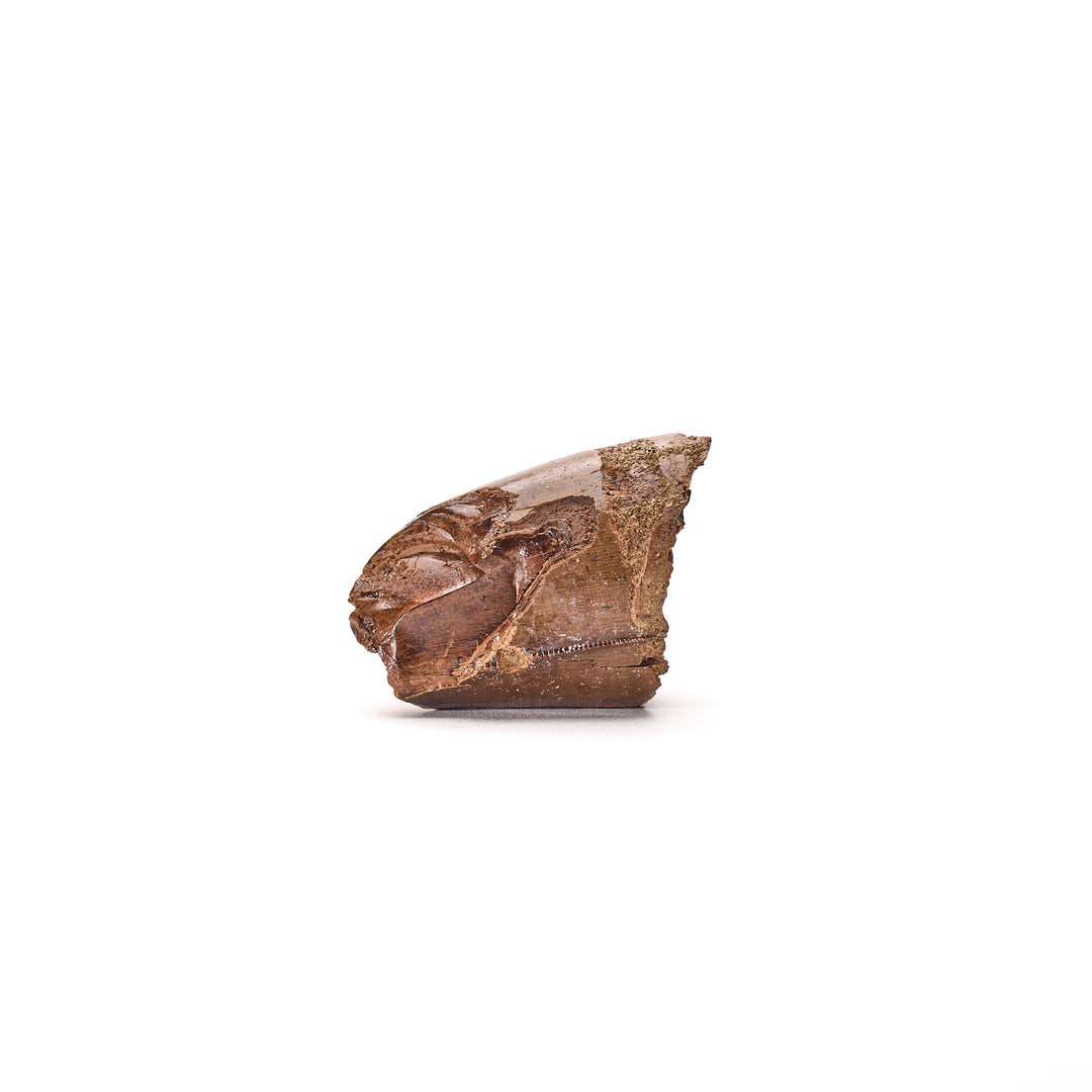 Worn T. rex Tooth Fossil