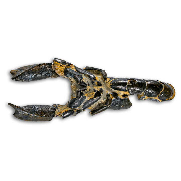 Mud Lobster Fossil
