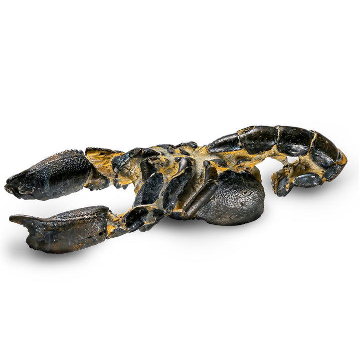 Mud Lobster Fossil