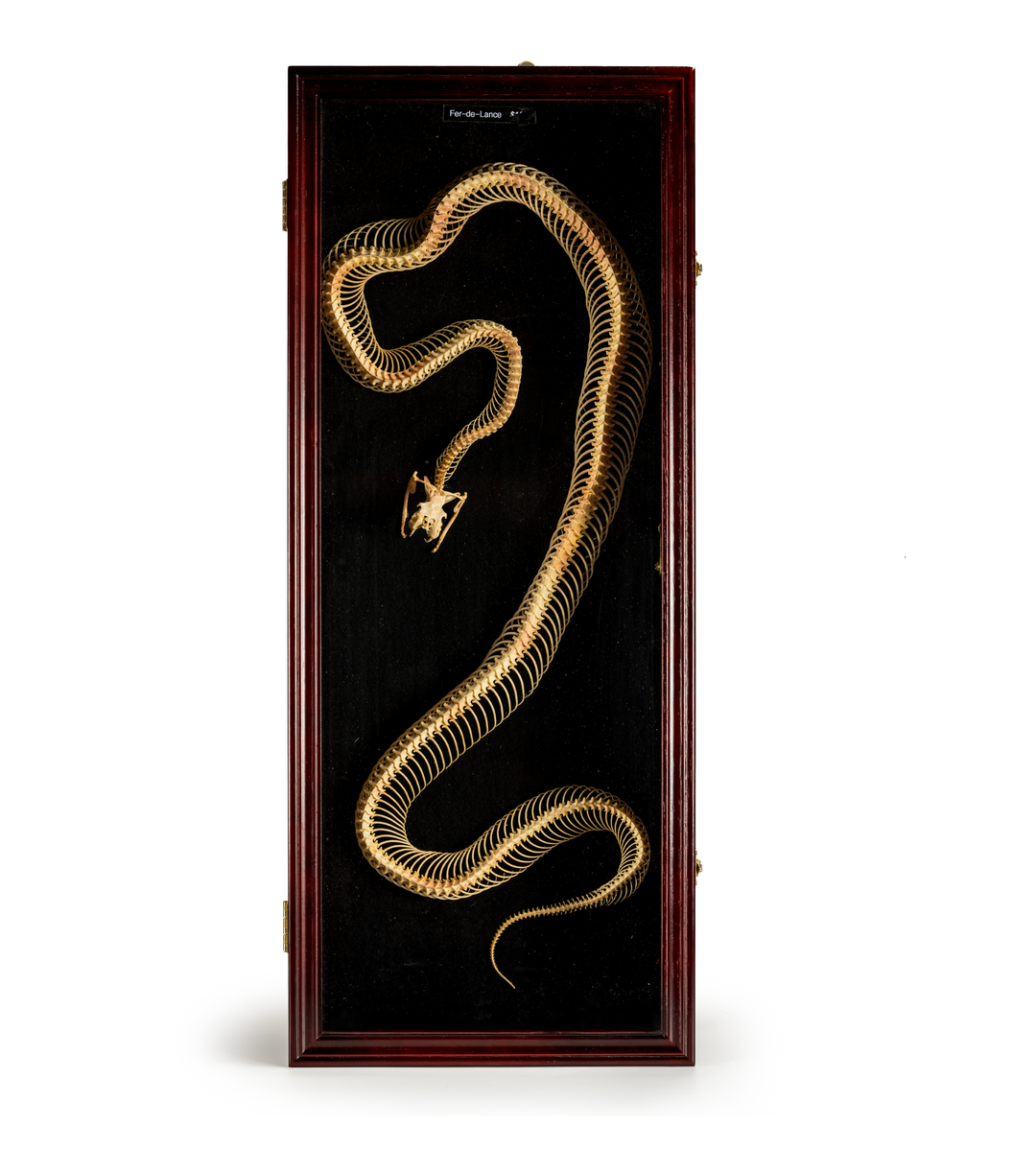 Fer-de-Lance Pit Viper Snake Skeleton Shadowbox