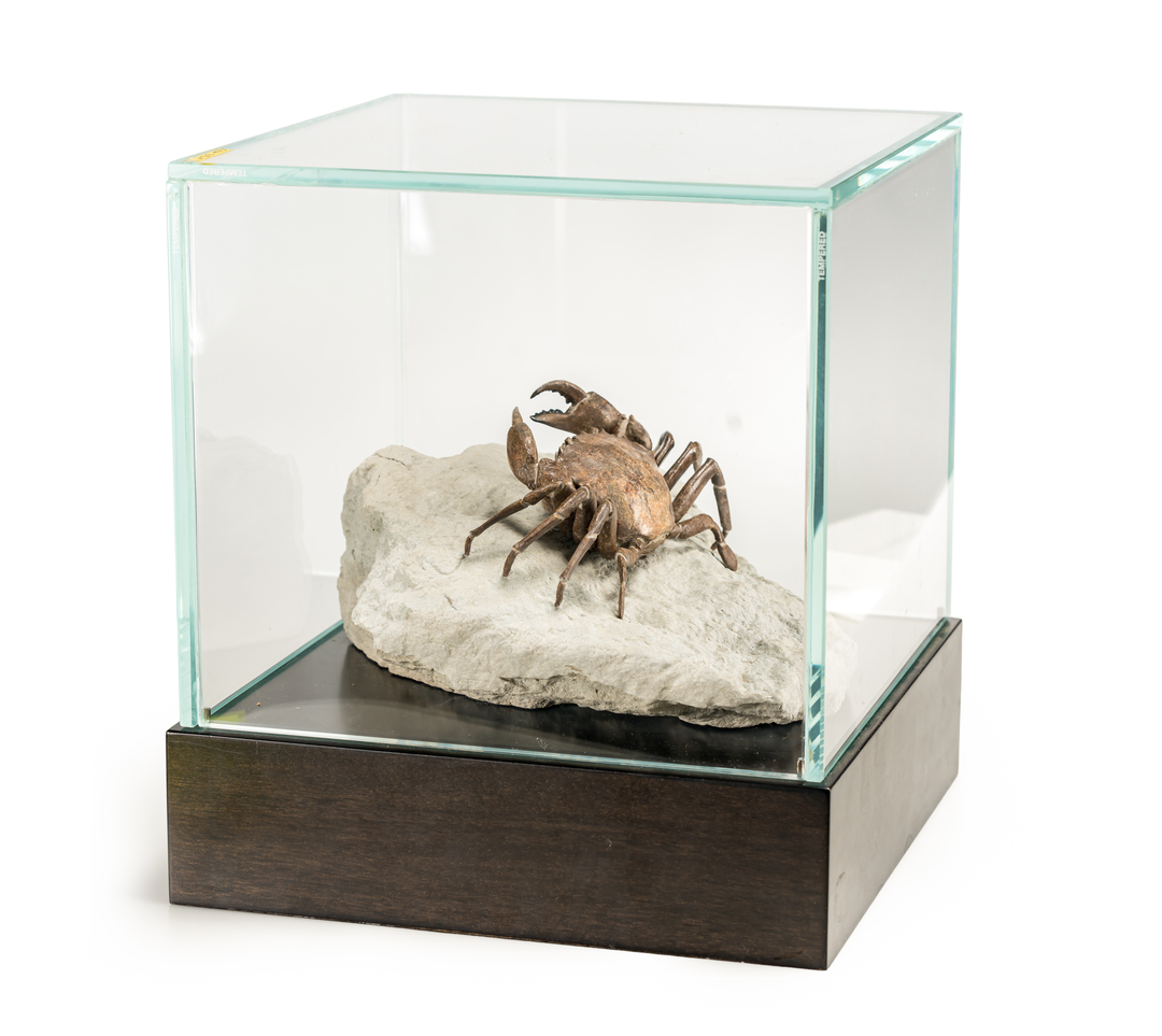 Fossil Crab