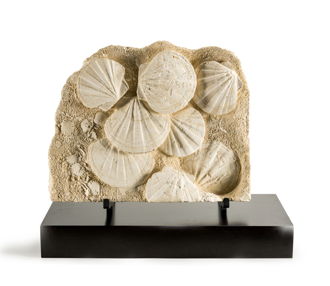 Pecten Fossil Plate on Stand