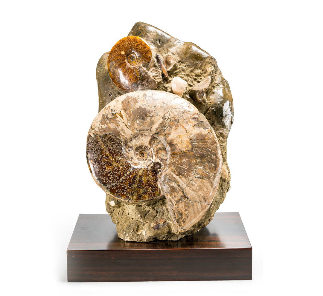 Large Ammonite Association on Wooden Base