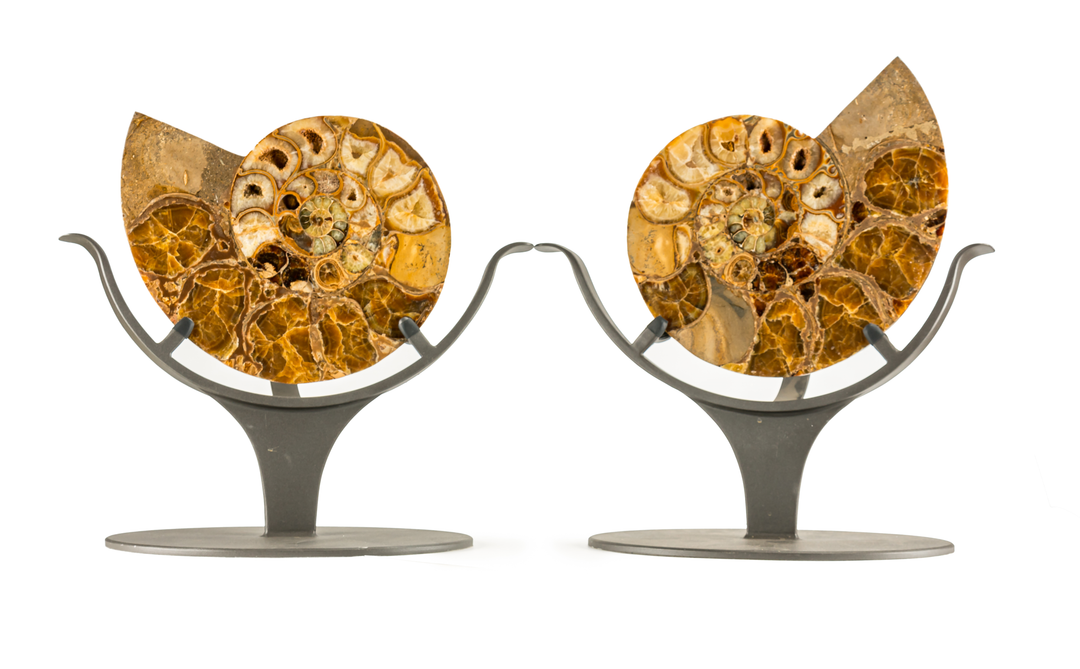 Split Ammonite Pair on Stands