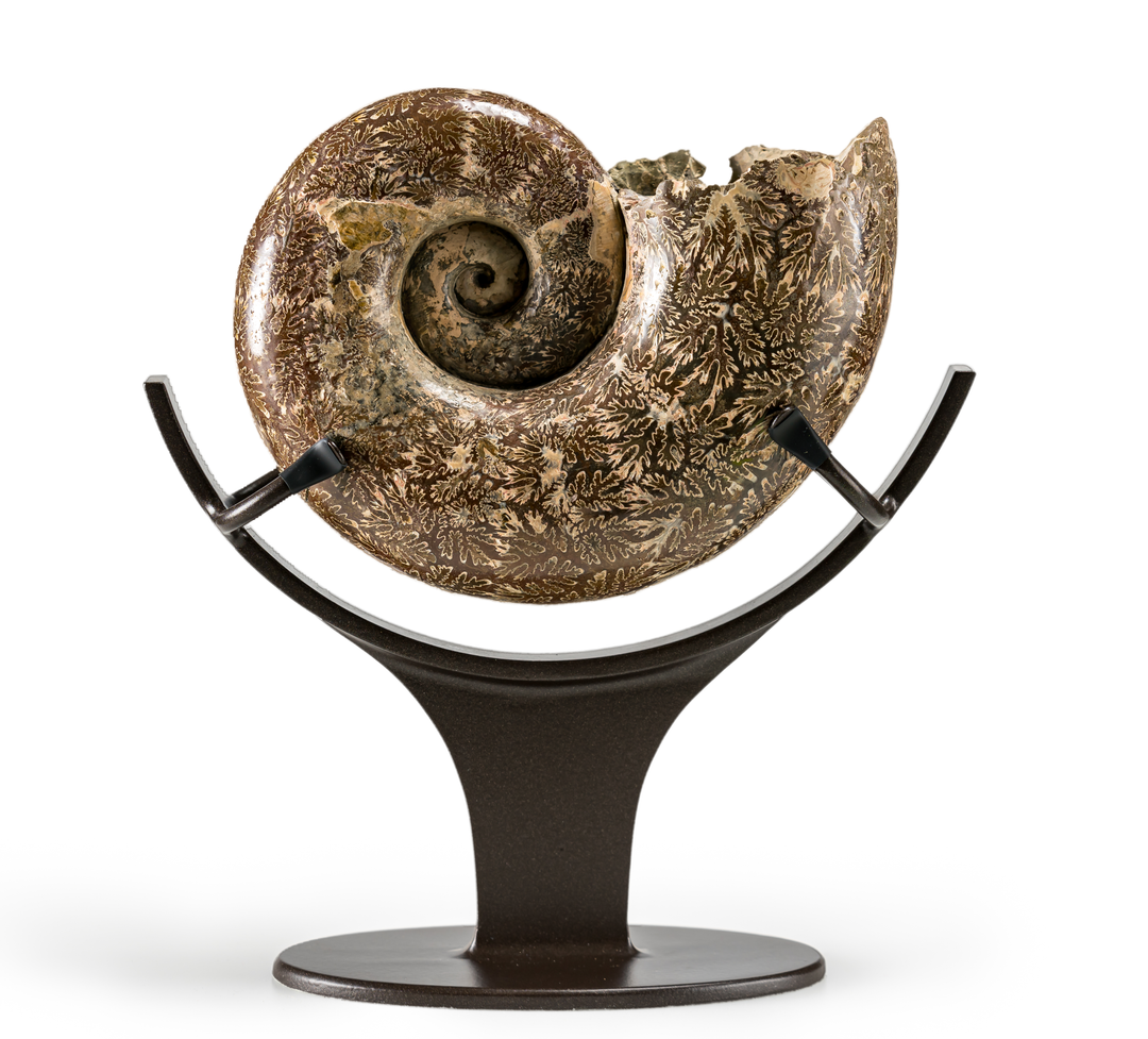Polished Fossil Ammonite on Stand