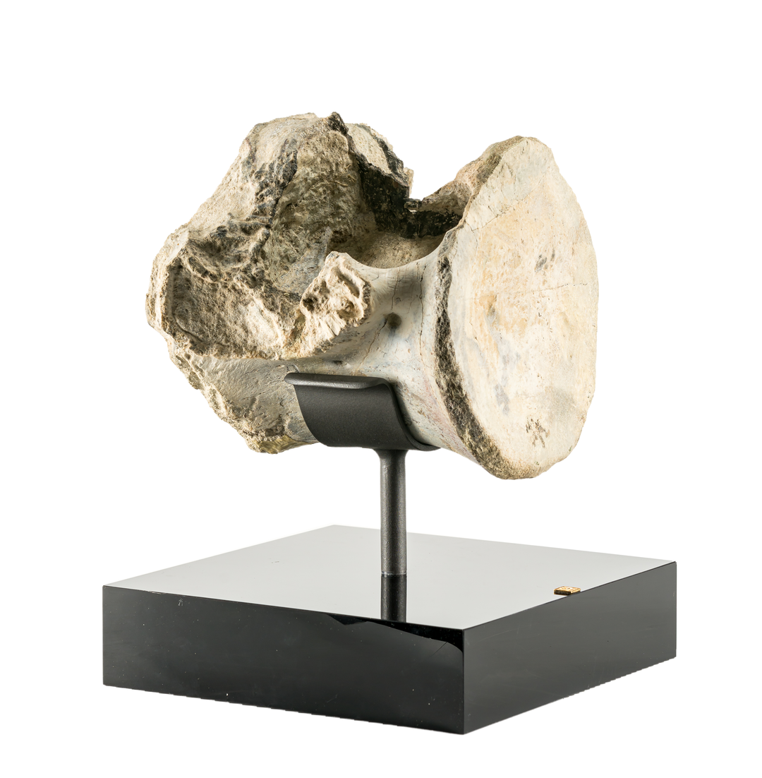 Apatosaurus Vertebra on Stand