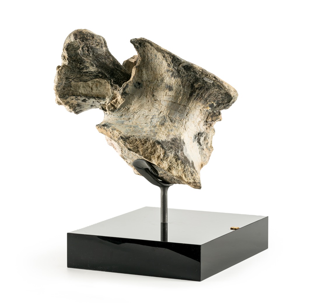 Apatosaurus Vertebra on Stand