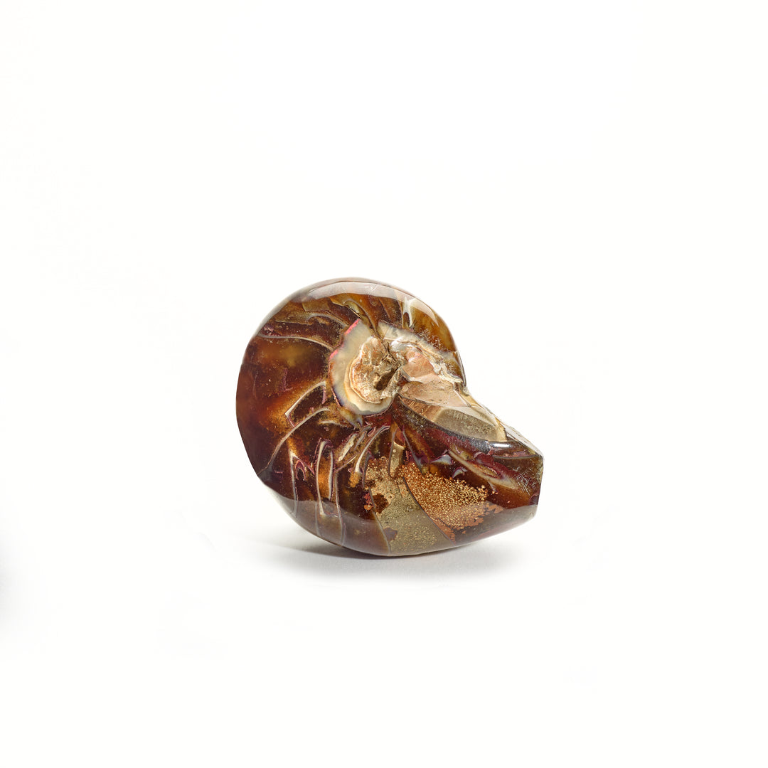 Nautilus, Madagascar