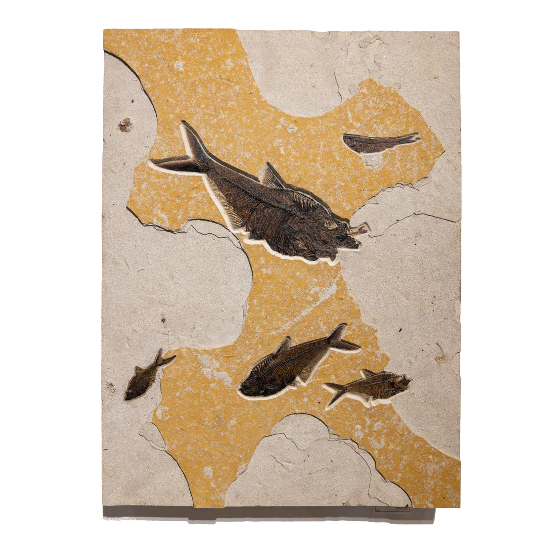 Aspiration Mural, Diplomystus Fossils