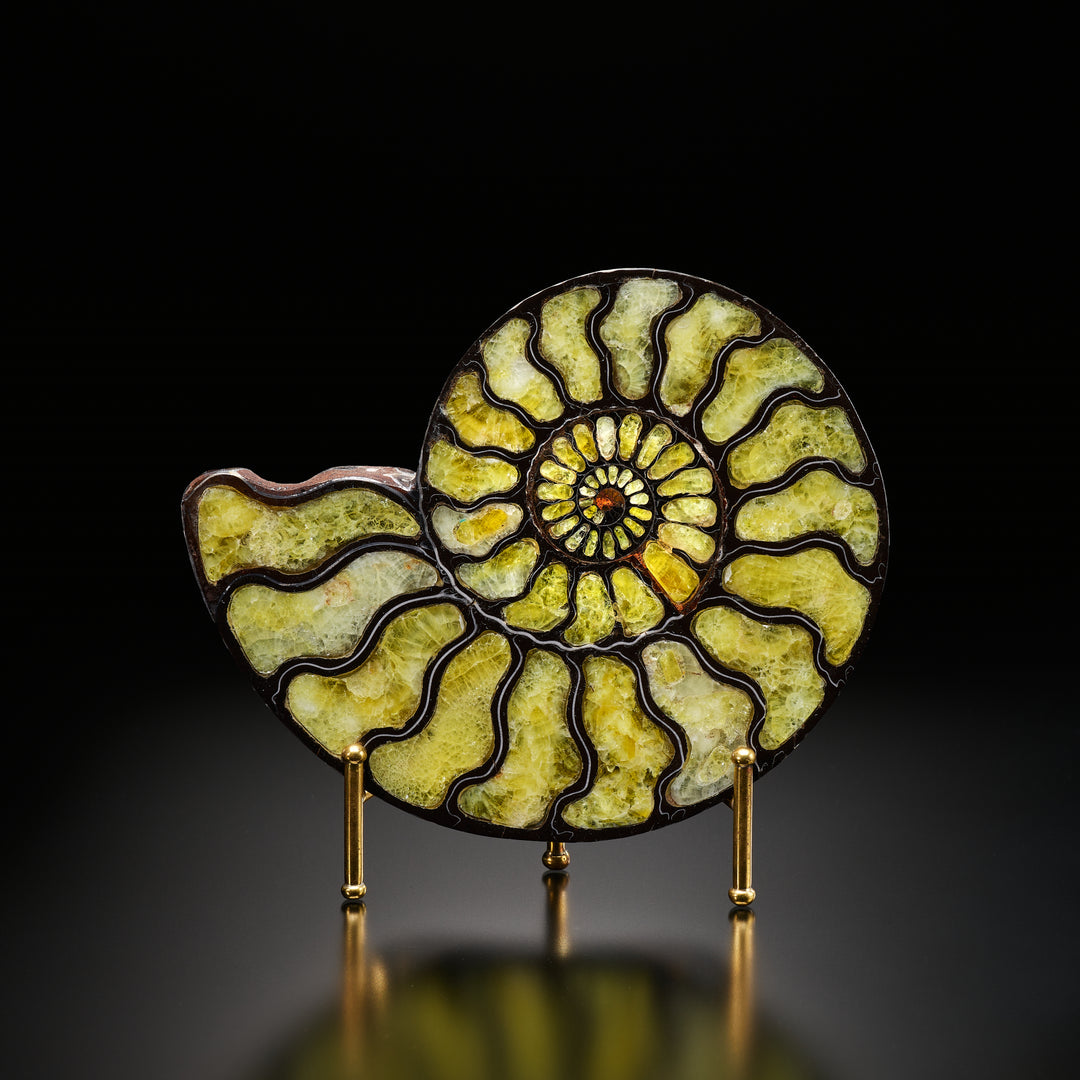 Ammonite with Brucite Inlay, 14.8cm
