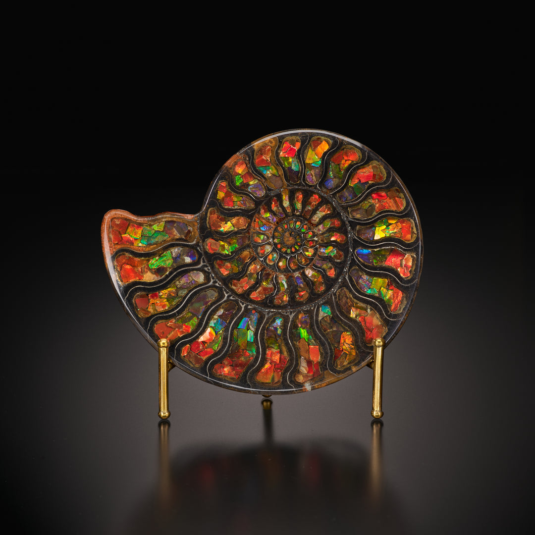Ammonite with Ammolite Inlay, 13.5cm