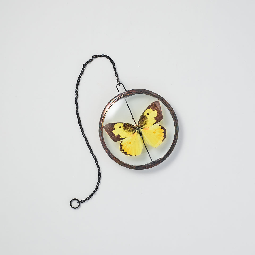 Arizona Dogface Butterfly Petite Wall Pendant