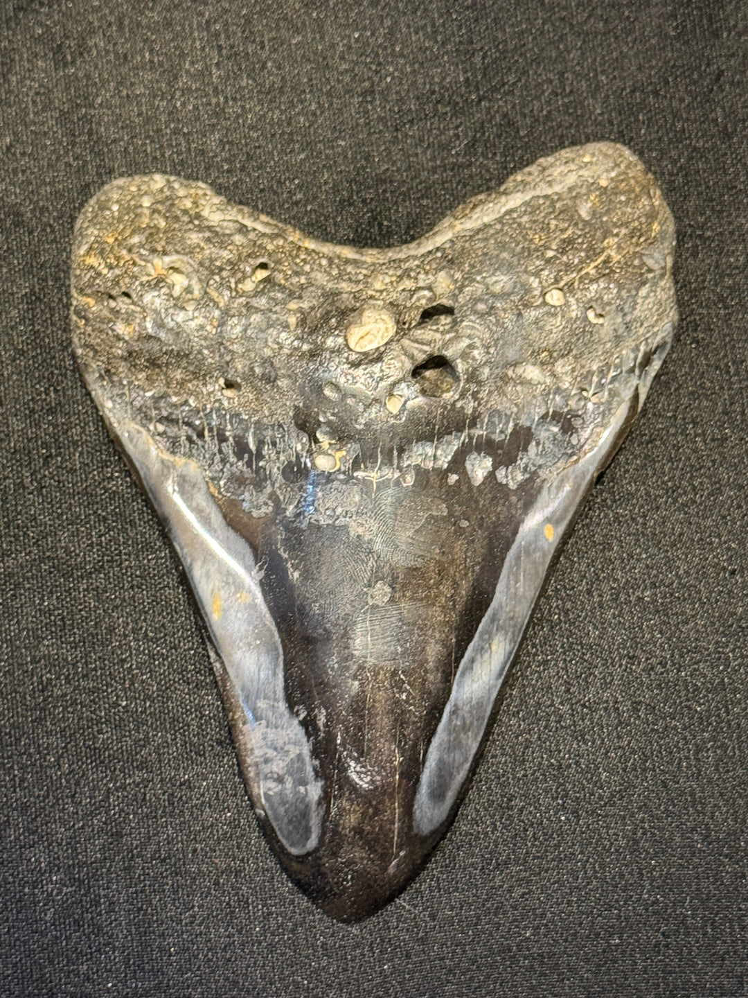 Collectors Megalodon Tooth