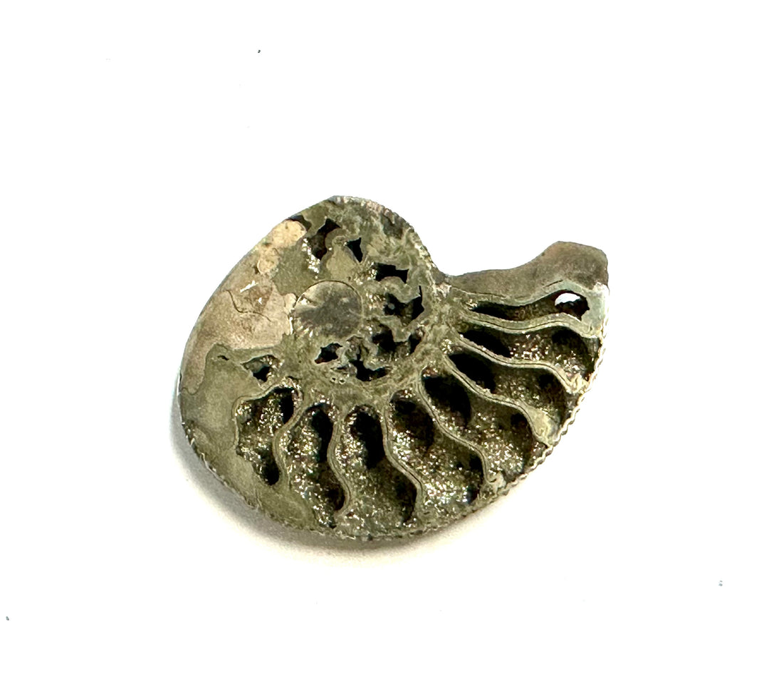Pyritized Ammonite